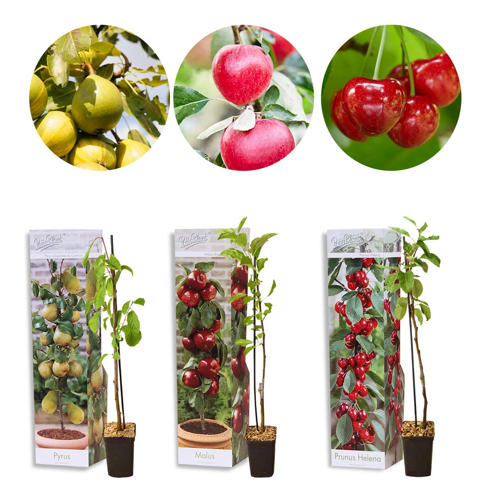 3x Mini Fruit Mix – Fruitbomen – ⌀9 Cm - ↕30-35 Cm 1 3x Mini Fruit Mix – Fruitbomen – ⌀9 Cm - ↕30-35 Cm
