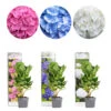 3x Hydrangea Macrophylla MIX – Hortensia – ⌀10,5 Cm - ↕20-25 Cm -Goedkope Planten winkel 1000068295