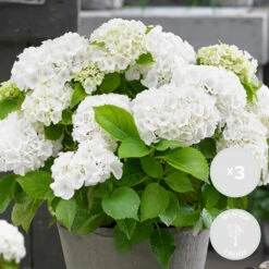 3x Hydrangea Macrophylla 'Wudu' – Hortensia – ⌀10,5 Cm - ↕20-25 Cm 5 3x Hydrangea Macrophylla 'Wudu' – Hortensia – ⌀10,5 Cm - ↕20-25 Cm -Goedkope Planten winkel 1000068297 0101