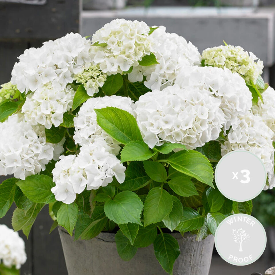 3x Hydrangea Macrophylla 'Wudu' – Hortensia – ⌀10,5 Cm - ↕20-25 Cm 2 3x Hydrangea Macrophylla 'Wudu' – Hortensia – ⌀10,5 Cm - ↕20-25 Cm - Afbeelding 2