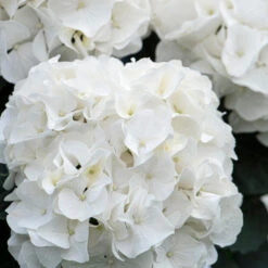 3x Hydrangea Macrophylla 'Wudu' – Hortensia – ⌀10,5 Cm - ↕20-25 Cm 7 3x Hydrangea Macrophylla 'Wudu' – Hortensia – ⌀10,5 Cm - ↕20-25 Cm -Goedkope Planten winkel 1000068297 0103