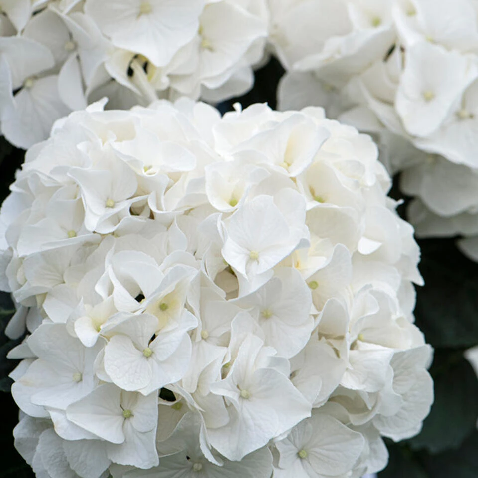 3x Hydrangea Macrophylla 'Wudu' – Hortensia – ⌀10,5 Cm - ↕20-25 Cm 4 3x Hydrangea Macrophylla 'Wudu' – Hortensia – ⌀10,5 Cm - ↕20-25 Cm - Afbeelding 4