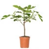 Ficus Carica - Vijgenboom - ⌀17 Cm - ↕60-70 Cm -Goedkope Planten winkel 1000068299