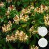2x Lonicera Henryi – Kamperfoelie – Pot 15 CM - Hoogte 60-70 CM