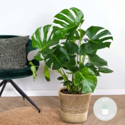 Monstera Deliciosa Incl. Mand - Gatenplant - ⌀21 Cm - ↕70-80 Cm -Goedkope Planten winkel 1000069549 0101