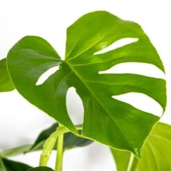 Monstera Deliciosa Incl. Mand - Gatenplant - ⌀21 Cm - ↕70-80 Cm -Goedkope Planten winkel 1000069549 0102