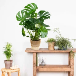 Monstera Deliciosa Incl. Mand - Gatenplant - ⌀21 Cm - ↕70-80 Cm -Goedkope Planten winkel 1000069549 0103