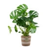 Monstera Deliciosa Incl. Mand - Gatenplant - ⌀21 Cm - ↕70-80 Cm -Goedkope Planten winkel 1000069549