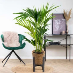 Howea Forsteriana Incl. Mand - Kentiapalm - ⌀19 Cm - ↕90-100 Cm -Goedkope Planten winkel 1000070202 0103