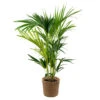 Howea Forsteriana Incl. Mand - Kentiapalm - ⌀19 Cm - ↕90-100 Cm -Goedkope Planten winkel 1000070202