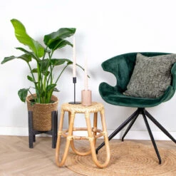 Strelitzia Nicolai Incl. Mand - ⌀19 Cm - ↕80-90 Cm -Goedkope Planten winkel 1000070206 0103