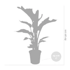 Strelitzia Nicolai Incl. Mand - ⌀19 Cm - ↕80-90 Cm -Goedkope Planten winkel 1000070206 0104