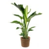 Strelitzia Nicolai Incl. Mand - β19 Cm - β80-90 Cm 8 Strelitzia Nicolai Incl. Mand - β19 Cm - β80-90 Cm -Goedkope Planten winkel 1000070206