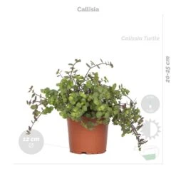 4x Huisdiervriendelijk Mix Incl. Mand – ⌀12 Cm - ↕15-45 Cm -Goedkope Planten winkel 1000071129 0103