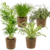 4x Huisdiervriendelijk Mix Incl. Mand – ⌀12 Cm - ↕15-45 Cm 9 4x Huisdiervriendelijk Mix Incl. Mand – ⌀12 Cm - ↕15-45 Cm -Goedkope Planten winkel 1000071129