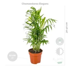 4x Luchtzuiverende Mix Incl. Mand - ⌀12 Cm -↕ 25-45cm -Goedkope Planten winkel 1000071139 0102