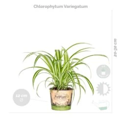 4x Luchtzuiverende Mix Incl. Mand - ⌀12 Cm -↕ 25-45cm -Goedkope Planten winkel 1000071139 0103