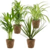 4x Luchtzuiverende Mix Incl. Mand - ⌀12 Cm -↕ 25-45cm -Goedkope Planten winkel 1000071139