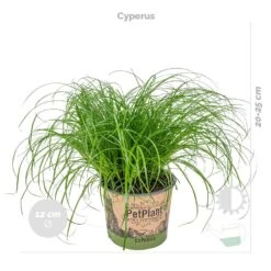 6x Huisdiervriendelijk Mix Incl. Mand - ⌀12 Cm -↕15-25 Cm -Goedkope Planten winkel 1000071140 0102