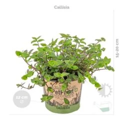 6x Huisdiervriendelijk Mix Incl. Mand - ⌀12 Cm -↕15-25 Cm -Goedkope Planten winkel 1000071140 0103