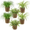 6x Huisdiervriendelijk Mix Incl. Mand - ⌀12 Cm -↕15-25 Cm -Goedkope Planten winkel 1000071140