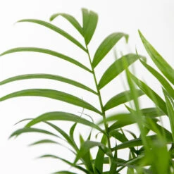 3x Luchtzuiverende (be)manden Mix – ⌀12 Cm - ↕20-45 Cm -Goedkope Planten winkel 1000072867 0102