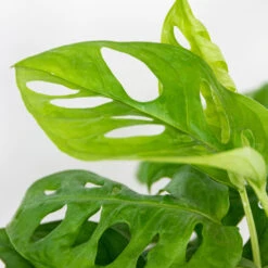 3x Luchtzuiverende (be)manden Mix – ⌀12 Cm - ↕20-45 Cm -Goedkope Planten winkel 1000072867 0103