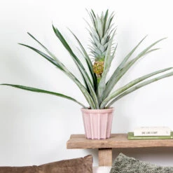 Ananas Comosus 'Champaca' – Ananasplant – ⌀14 Cm – ↕50-55 Cm 5 Ananas Comosus 'Champaca' – Ananasplant – ⌀14 Cm – ↕50-55 Cm -Goedkope Planten winkel 1000073603 0101