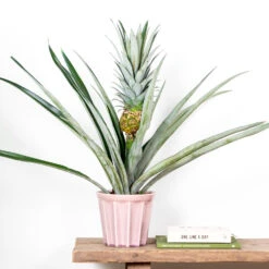 Ananas Comosus 'Champaca' – Ananasplant – ⌀14 Cm – ↕50-55 Cm 6 Ananas Comosus 'Champaca' – Ananasplant – ⌀14 Cm – ↕50-55 Cm -Goedkope Planten winkel 1000073603 0102