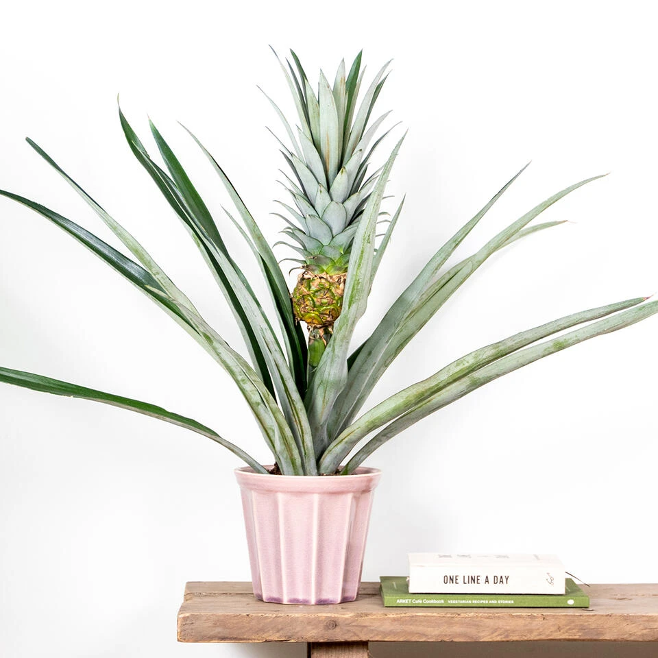 Ananas Comosus 'Champaca' – Ananasplant – ⌀14 Cm – ↕50-55 Cm 3 Ananas Comosus 'Champaca' – Ananasplant – ⌀14 Cm – ↕50-55 Cm - Afbeelding 3