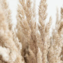 3x Cortaderia Selloana 'Rosea' – Pampasgras – ⌀10,5 Cm - ↕20-25 Cm 6 3x Cortaderia Selloana 'Rosea' – Pampasgras – ⌀10,5 Cm - ↕20-25 Cm -Goedkope Planten winkel 1000073646 0103