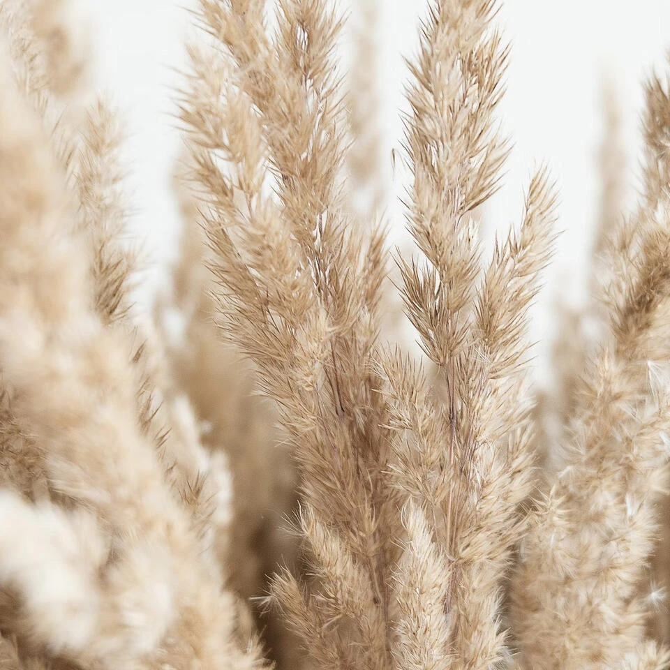 3x Cortaderia Selloana 'Rosea' – Pampasgras – ⌀10,5 Cm - ↕20-25 Cm 3 3x Cortaderia Selloana 'Rosea' – Pampasgras – ⌀10,5 Cm - ↕20-25 Cm - Afbeelding 3