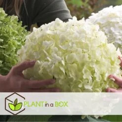 Hydrangea Strong Annabelle - Set Van 2 - Hortensia - Pot 19cm - Hoogte 30-40cm -Goedkope Planten winkel 1000081944 0102