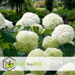 Hydrangea Strong Annabelle - Set Van 2 - Hortensia - Pot 19cm - Hoogte 30-40cm -Goedkope Planten winkel 1000081944 0103
