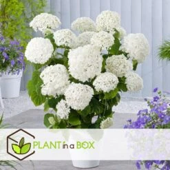 Hydrangea Strong Annabelle - Set Van 2 - Hortensia - Pot 19cm - Hoogte 30-40cm -Goedkope Planten winkel 1000081944 0104
