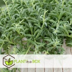 Senecio Peregrinus - Set Van 2 - Pot 12cm - Hoogte 10-20cm -Goedkope Planten winkel 1000081951 0103