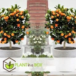 Citrus Mix - Set Van 3 - Citrus Fruitbomen - Pot 9cm - Hoogte 25-40cm -Goedkope Planten winkel 1000081954 0103