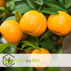 Citrus Mix - Set Van 3 - Citrus Fruitbomen - Pot 9cm - Hoogte 25-40cm -Goedkope Planten winkel 1000081954 0104