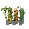 Citrus Mix - Set Van 3 - Citrus Fruitbomen - Pot 9cm - Hoogte 25-40cm -Goedkope Planten winkel 1000081954
