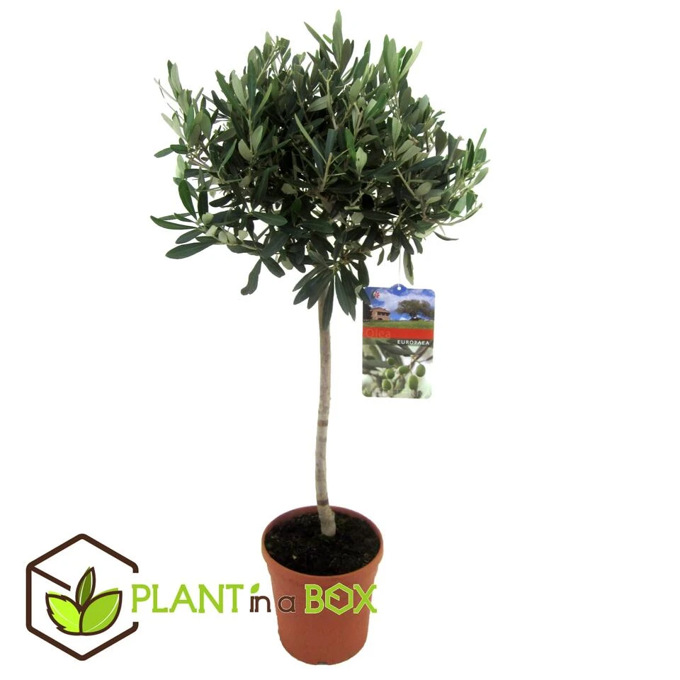 Olea Europaea - Winterharde Olijfboom Op Stam - Pot 21cm - Hoogte 90-100cm 2 Olea Europaea - Winterharde Olijfboom Op Stam - Pot 21cm - Hoogte 90-100cm - Afbeelding 2