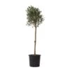 Olea Europaea - Winterharde Olijfboom Op Stam - Pot 21cm - Hoogte 90-100cm -Goedkope Planten winkel 1000081958
