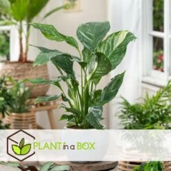 Spathiphyllum Diamond - Set Van 2 - Luchtzuiverend - Pot 12cm - Hoogte 40-50cm -Goedkope Planten winkel 1000081965 0103