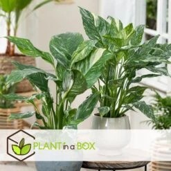 Spathiphyllum Diamond - Set Van 2 - Luchtzuiverend - Pot 12cm - Hoogte 40-50cm -Goedkope Planten winkel 1000081965 0104