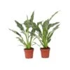 Spathiphyllum Diamond - Set Van 2 - Luchtzuiverend - Pot 12cm - Hoogte 40-50cm -Goedkope Planten winkel 1000081965