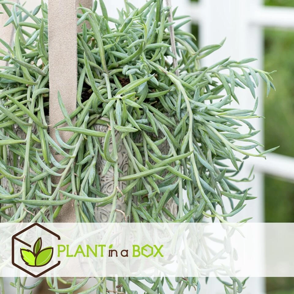 Senecio Radicans - Set Van 2 - String Of Bananas - Pot 12cm - Hoogte 10-20cm 2 Senecio Radicans - Set Van 2 - String Of Bananas - Pot 12cm - Hoogte 10-20cm - Afbeelding 2