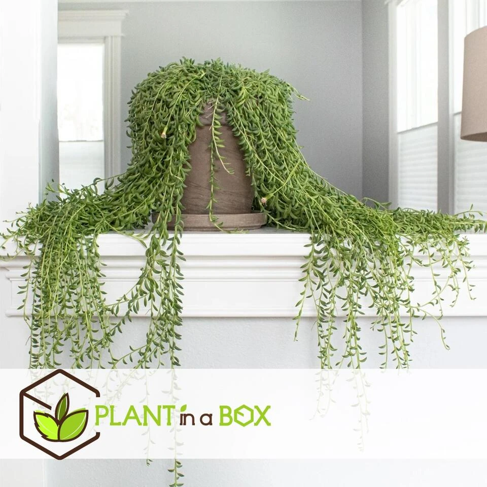 Senecio Radicans - Set Van 2 - String Of Bananas - Pot 12cm - Hoogte 10-20cm 3 Senecio Radicans - Set Van 2 - String Of Bananas - Pot 12cm - Hoogte 10-20cm - Afbeelding 3