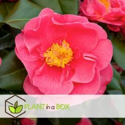 Camellia Japonica "Dr. King" - Japanse Roos - Pot 15cm - Hoogte 50-60cm -Goedkope Planten winkel 1000081973 0102