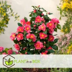 Camellia Japonica "Dr. King" - Japanse Roos - Pot 15cm - Hoogte 50-60cm -Goedkope Planten winkel 1000081973 0103