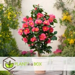 Camellia Japonica "Dr. King" - Japanse Roos - Pot 15cm - Hoogte 50-60cm -Goedkope Planten winkel 1000081973 0104
