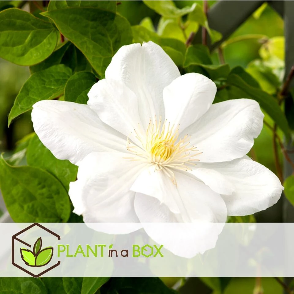 Clematis - Set Van 3 - Tuinplant - Wit - Klimplant - Pot 9cm - Hoogte 25-40cm 2 Clematis - Set Van 3 - Tuinplant - Wit - Klimplant - Pot 9cm - Hoogte 25-40cm - Afbeelding 2